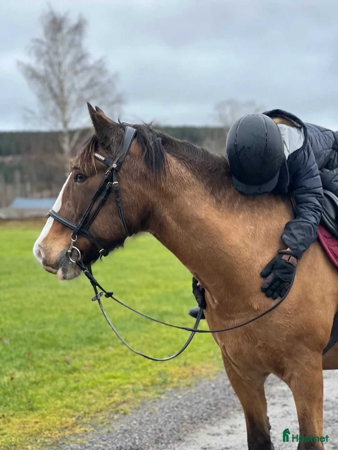 Allround hästar till salu: Fantastisk valack och bästa vän!  i Rottneros - Annons 2