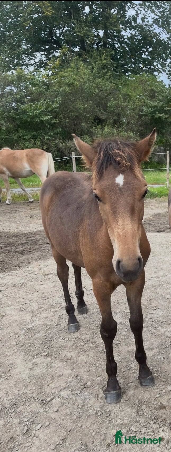 Allround hästar till salu: PRINCESS ROYAL LEGACY -fantastiskt sto m potential i Gnesta - Annons 7