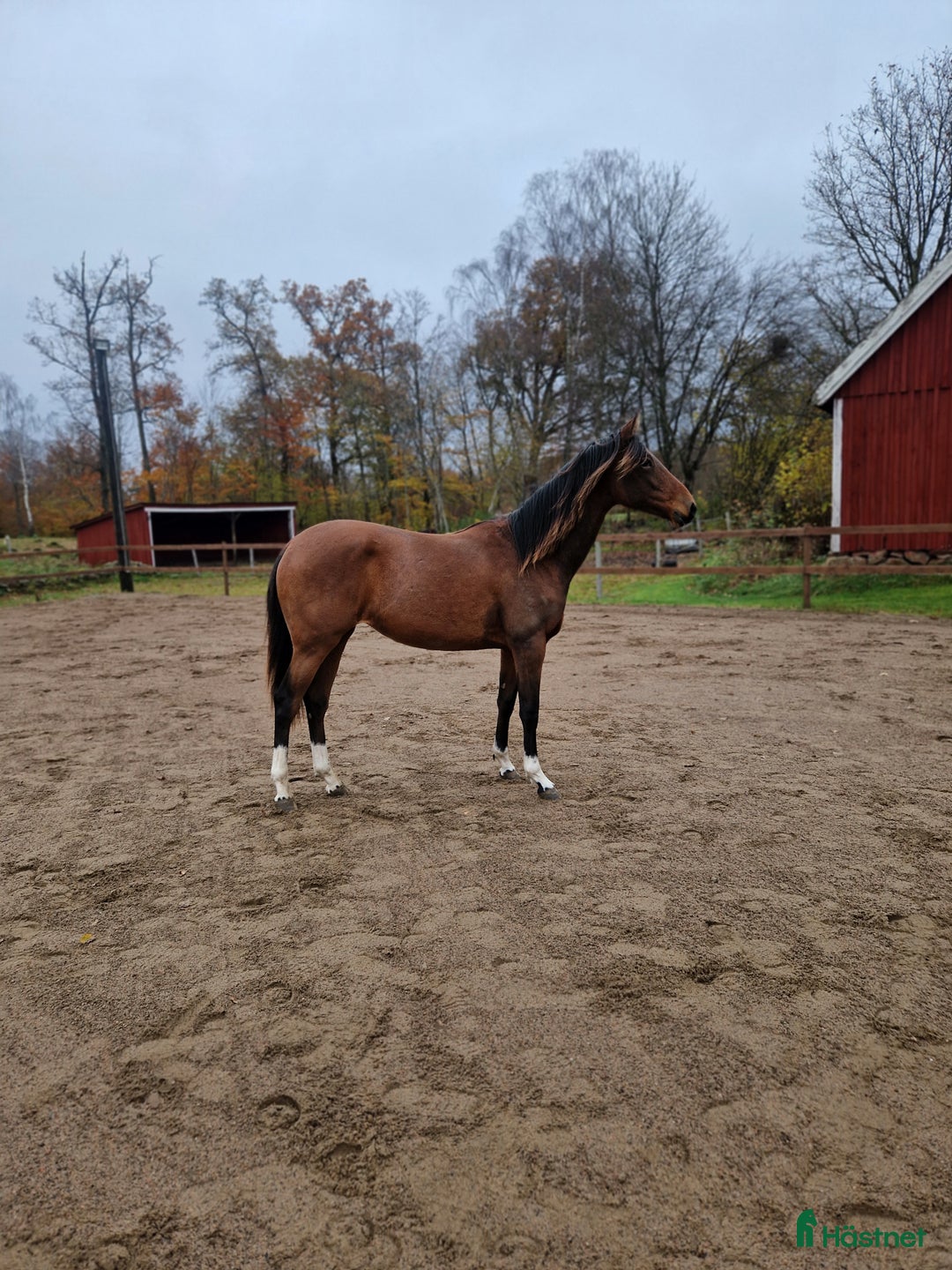 Allround hästar till salu: Prepartbreed åring  i Perstorp - Annons 7