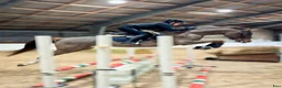 Hoppning hästar till salu: Trevligt personligt sto - Annons 4