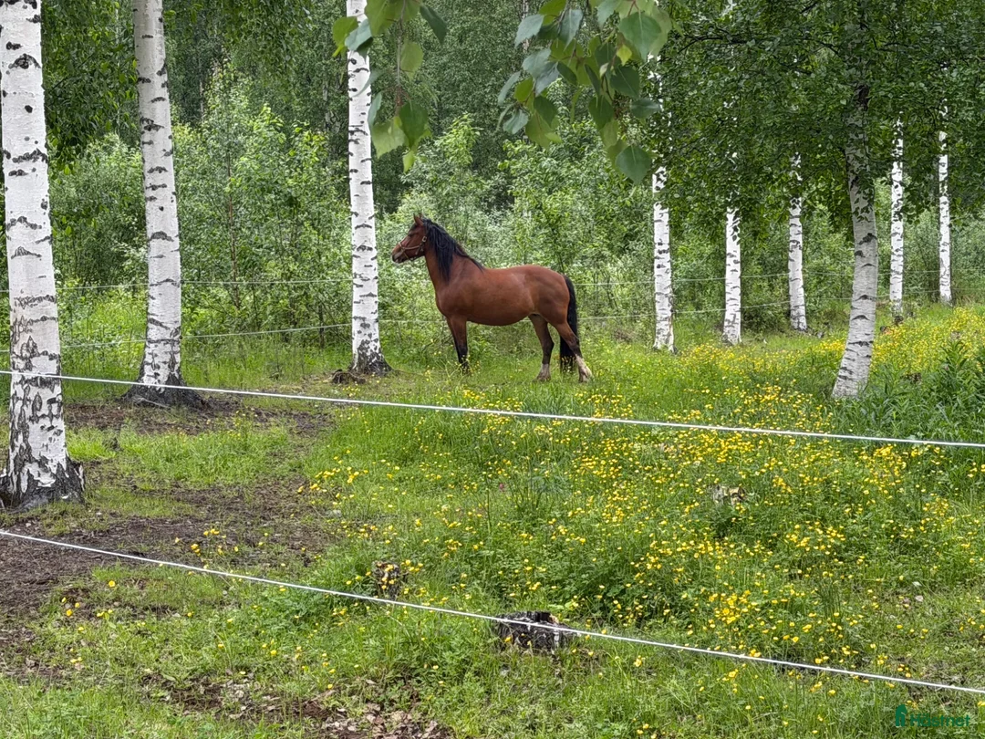Allround hästar till salu: Kallblodstravarsto Junijäntan  - Annons 2