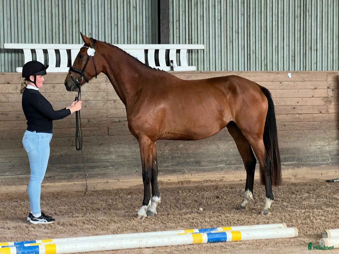 Fälttävlan hästar till salu: Unghäst för framtiden, röntgad. i Tollarp - Annons 2