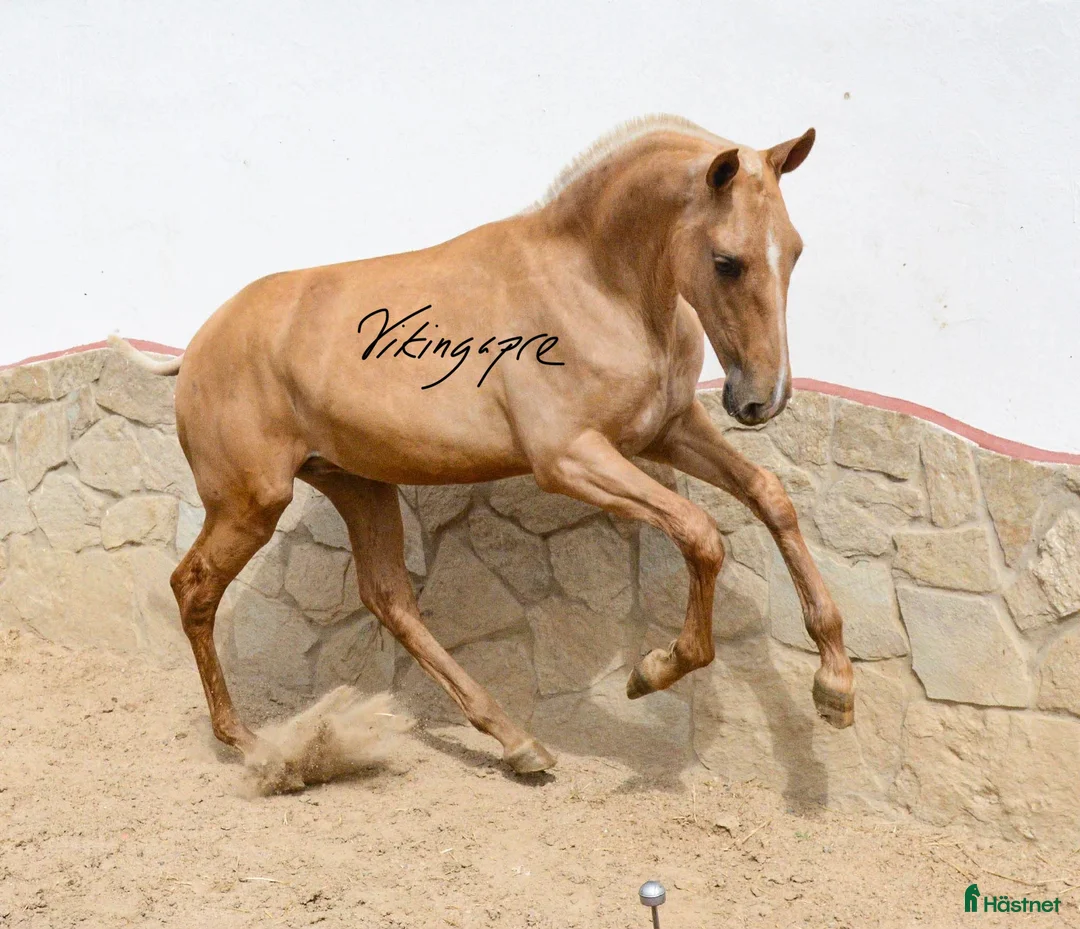 Allround hästar till salu: Palomino PRE unhingst i Guadarrama - Annons 1