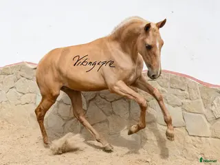 hästar Palomino PRE unhingst - Annons 1