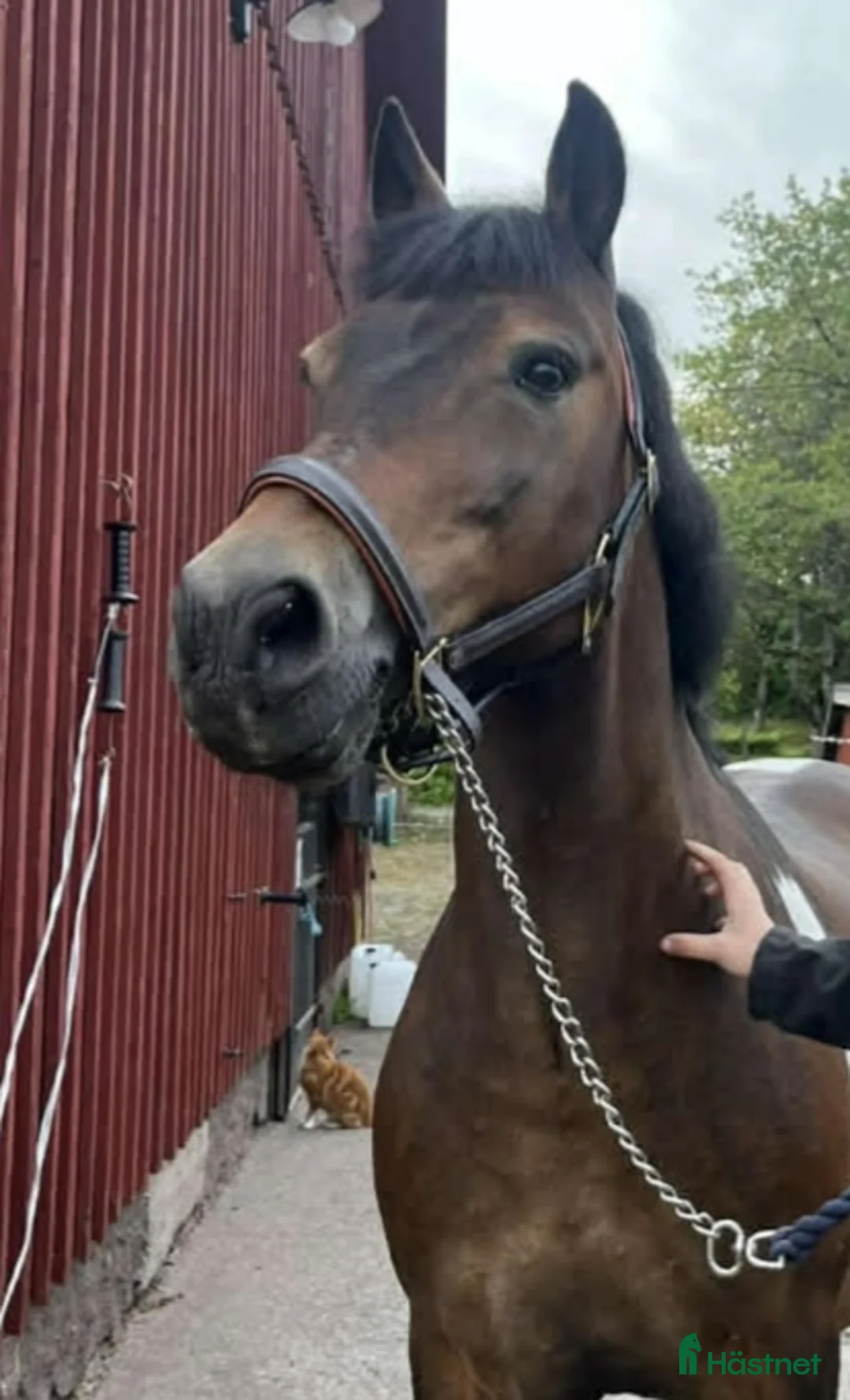 Sällskap hästar till salu: Sällskapsponny - Annons 3