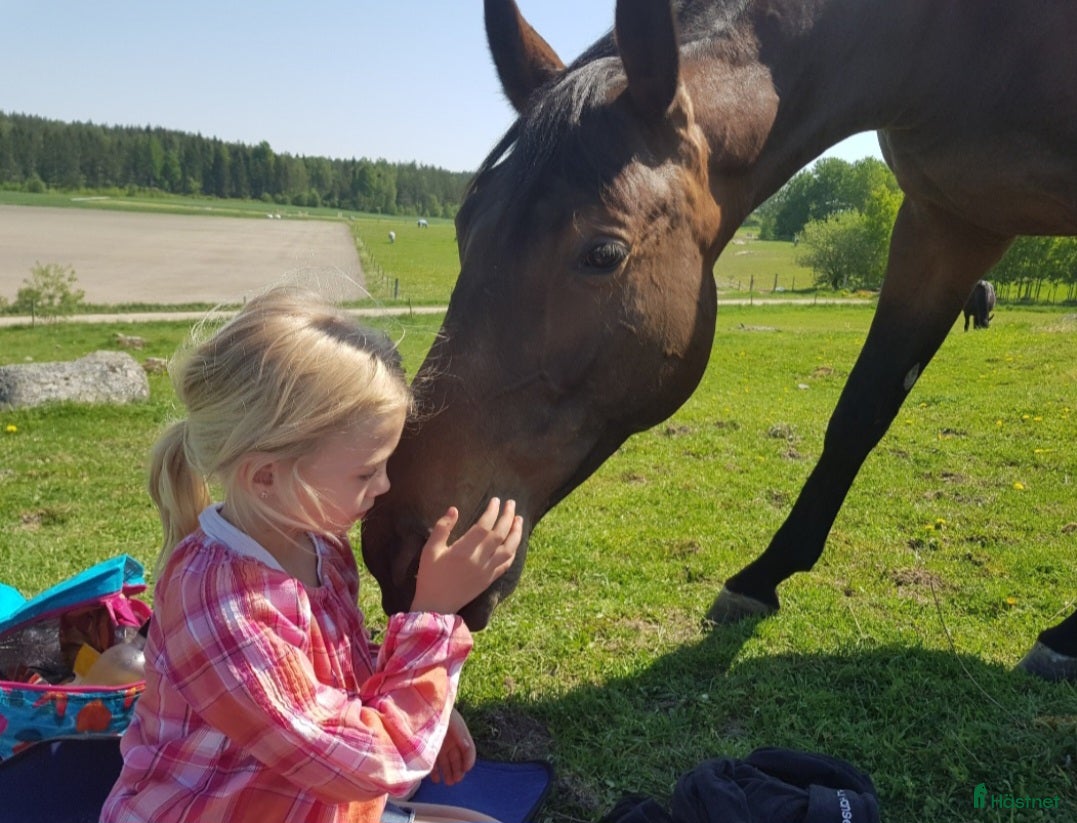  hästar Seriös satsande tjej söker ponny. - Annons 9