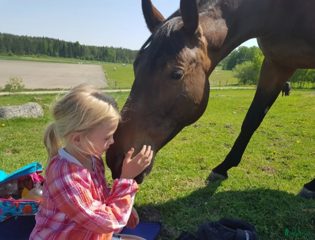 Hoppning hästar sökes: Seriös satsande tjej söker ponny. - Annons 1