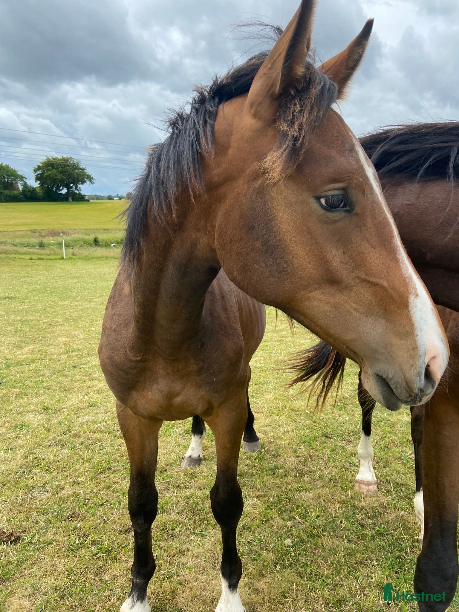 hästar Snäll unghäst med riktigt bra hoppstam - Annons 1