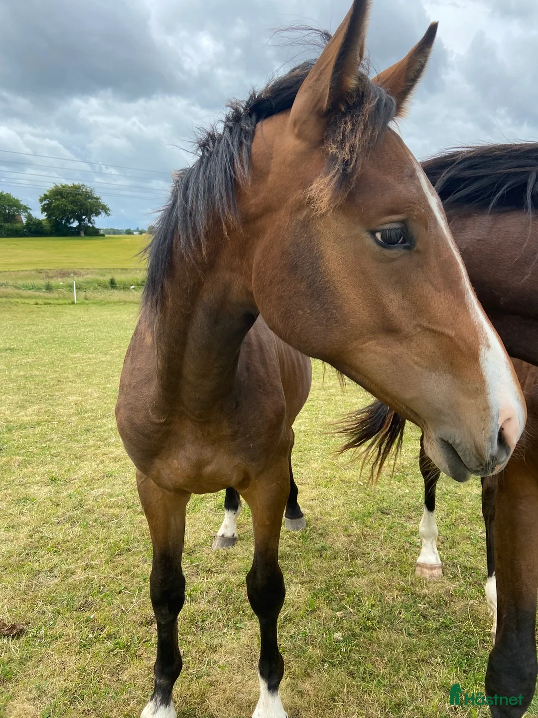 Hoppning hästar till salu: Snäll unghäst med riktigt bra hoppstam - Annons 1