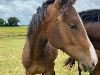 Hoppning hästar till salu: Snäll unghäst med riktigt bra hoppstam - Annons 1