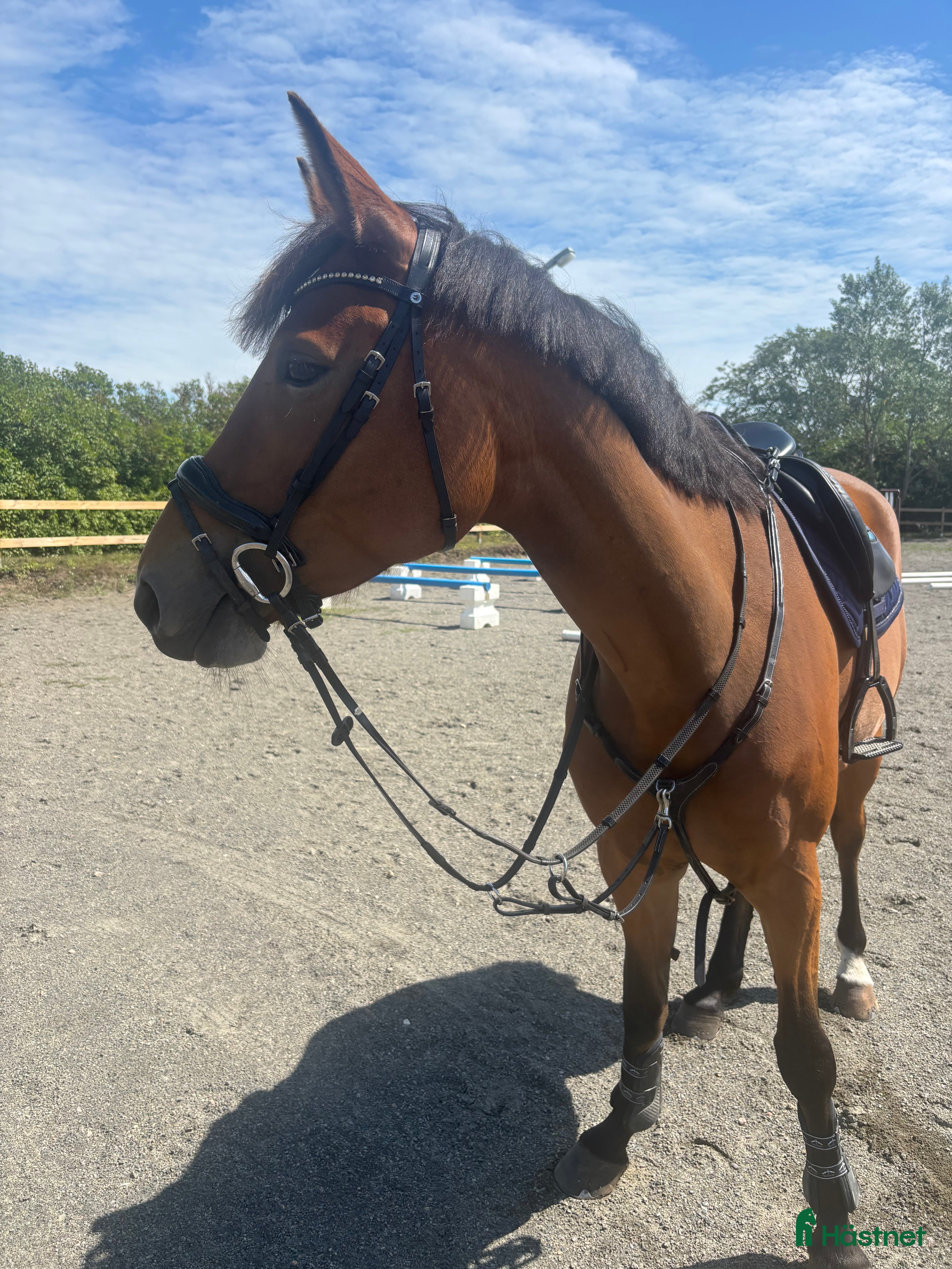 Hoppning hästar till salu: Superfint sto  i Åhus - Annons 1