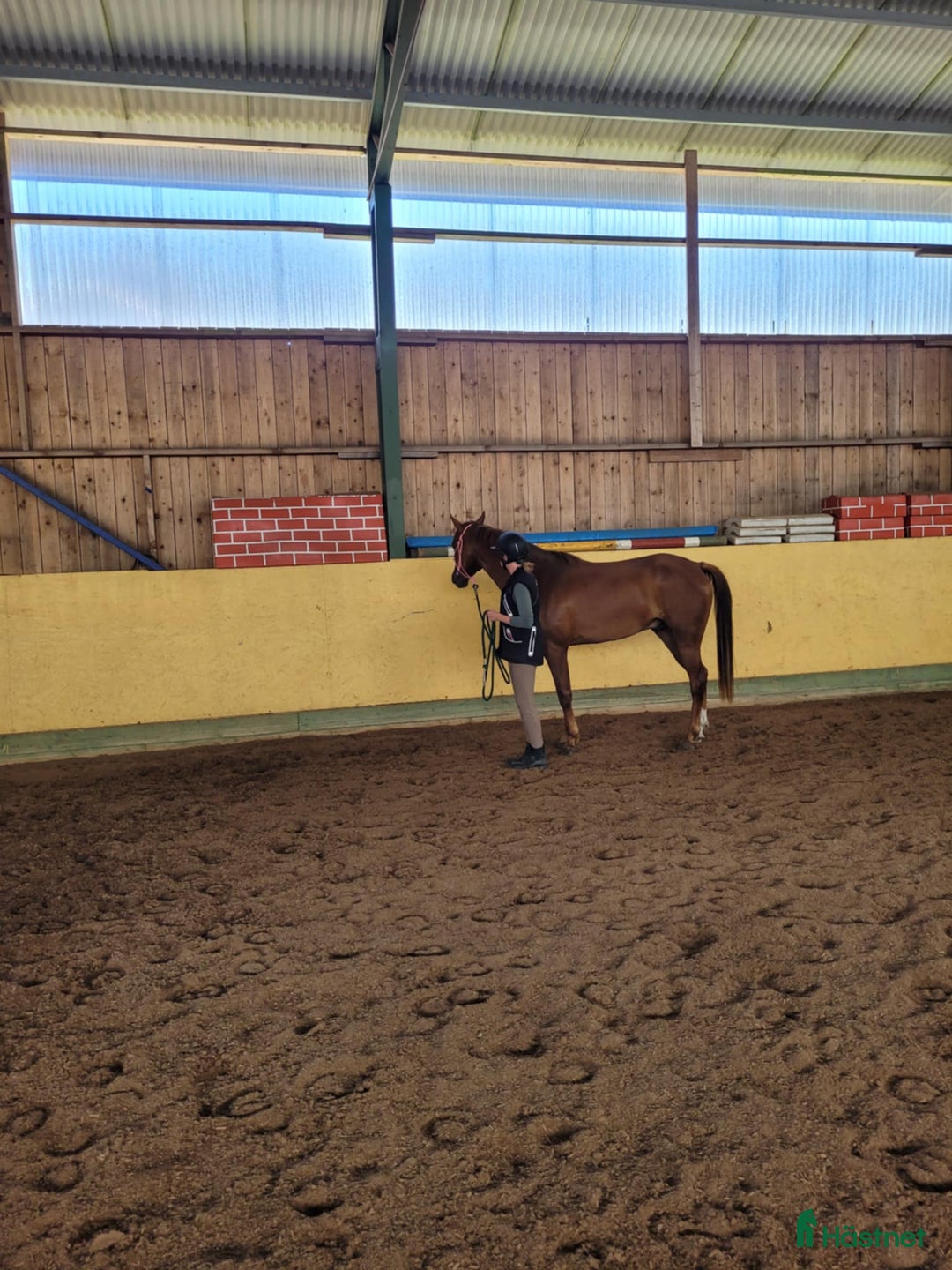 Allround hästar till salu: Angloarab  i Vislanda - Annons 8