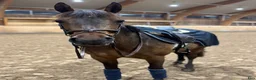 Hoppning hästar till salu: Fantastisk D ponny  i Stockholm - Annons 3