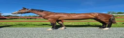 Allround hästar till salu: Vaquero  - Annons 3