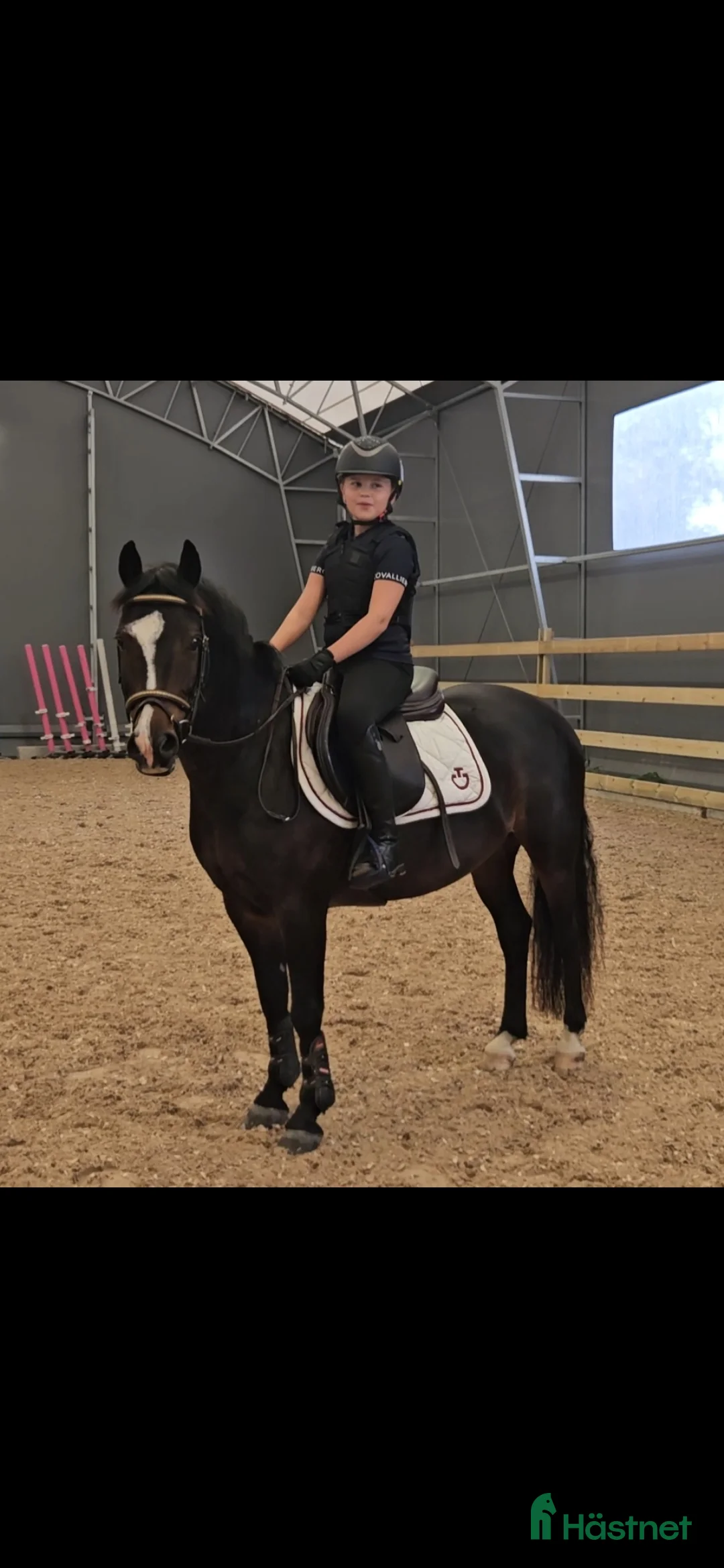 Dressyr hästar till salu: B-ponny med stor potential ⭐️ - Annons 1