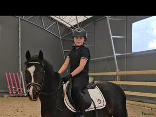 hästar B-ponny med stor potential ⭐️ - Annons 5