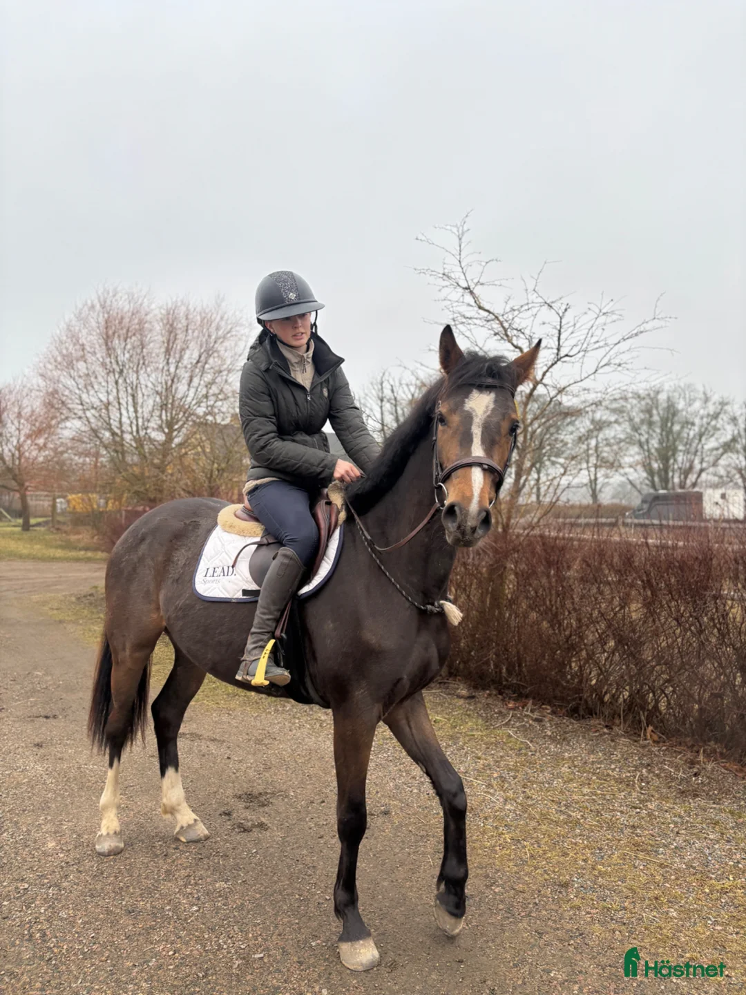 Hoppning hästar till salu: Fynda en sagohäst - Annons 1