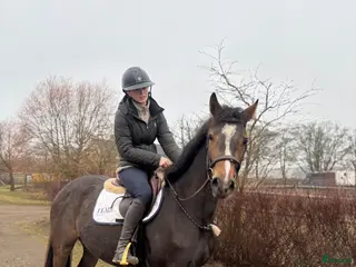 hästar Fynda en sagohäst - Annons 15