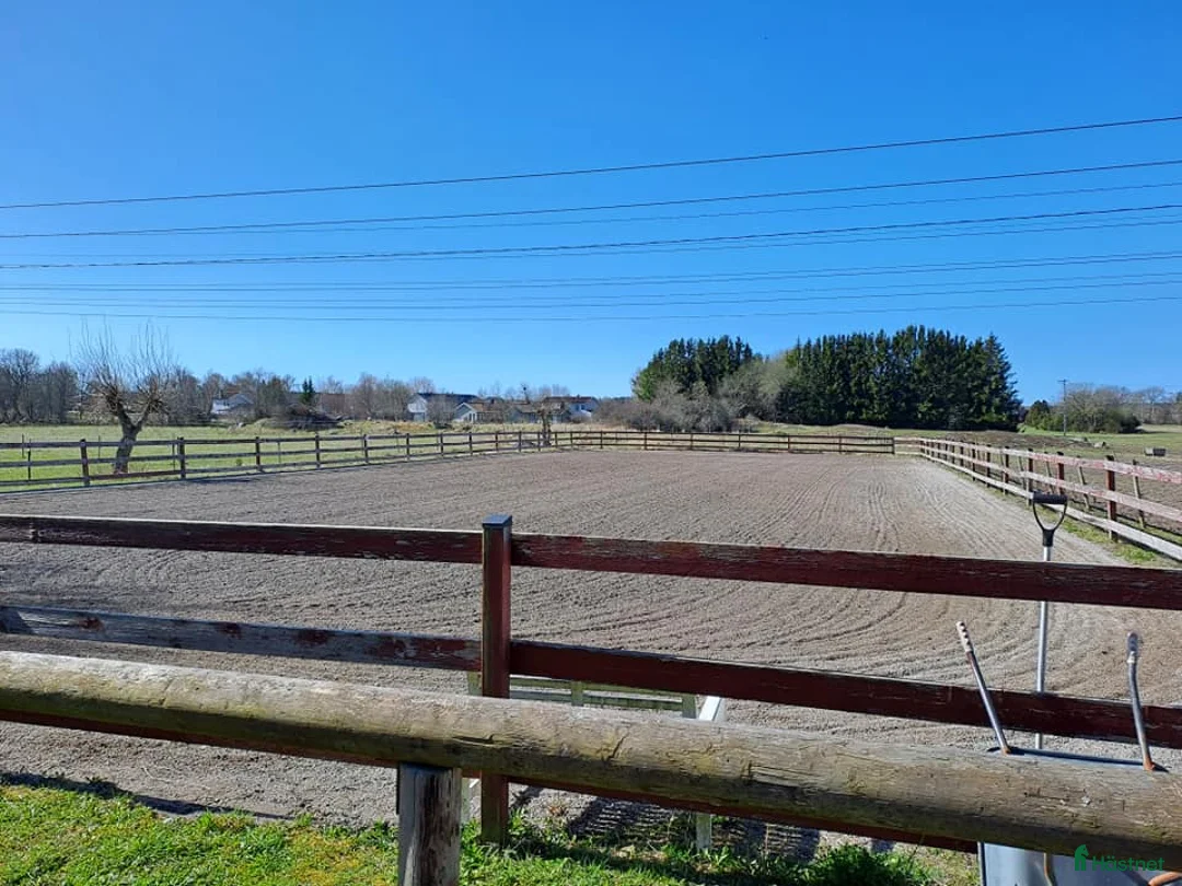  stallplats finnes: Lösdrift Häst - ung som gammal - blandflock i Bro - Annons 19