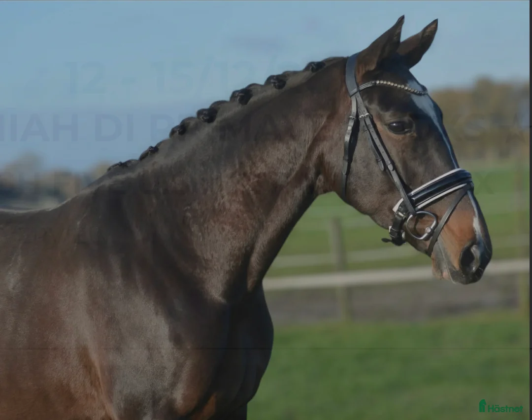 Hoppning hästar till salu: 🎀 Utvecklingsbart 6års sto ev byte - Annons 2