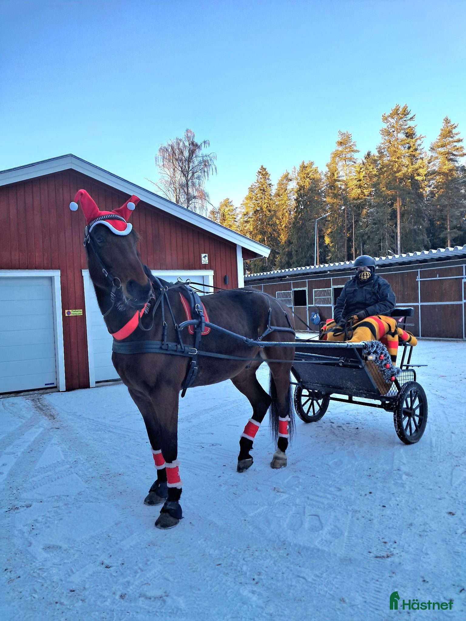  foderhäst Intressekoll - Annons 3