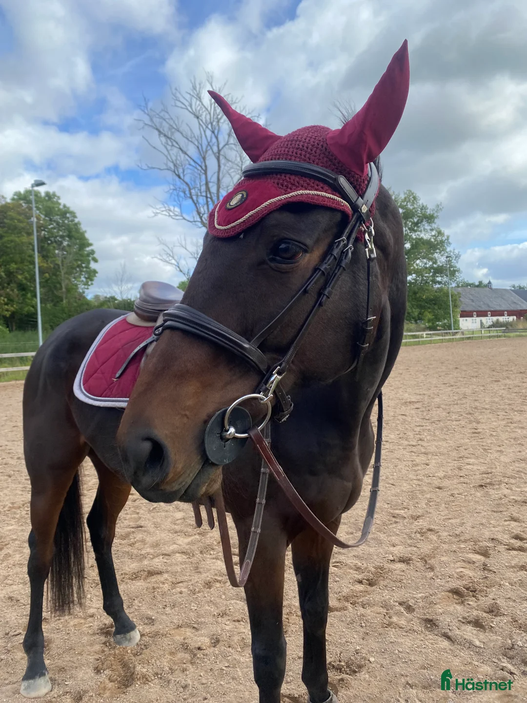 Allround hästar till salu: Social kille söker nytt hem⭐️ - Annons 3