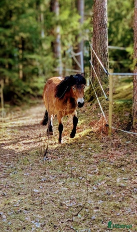 foderhäst i Fritsla - Annons 9