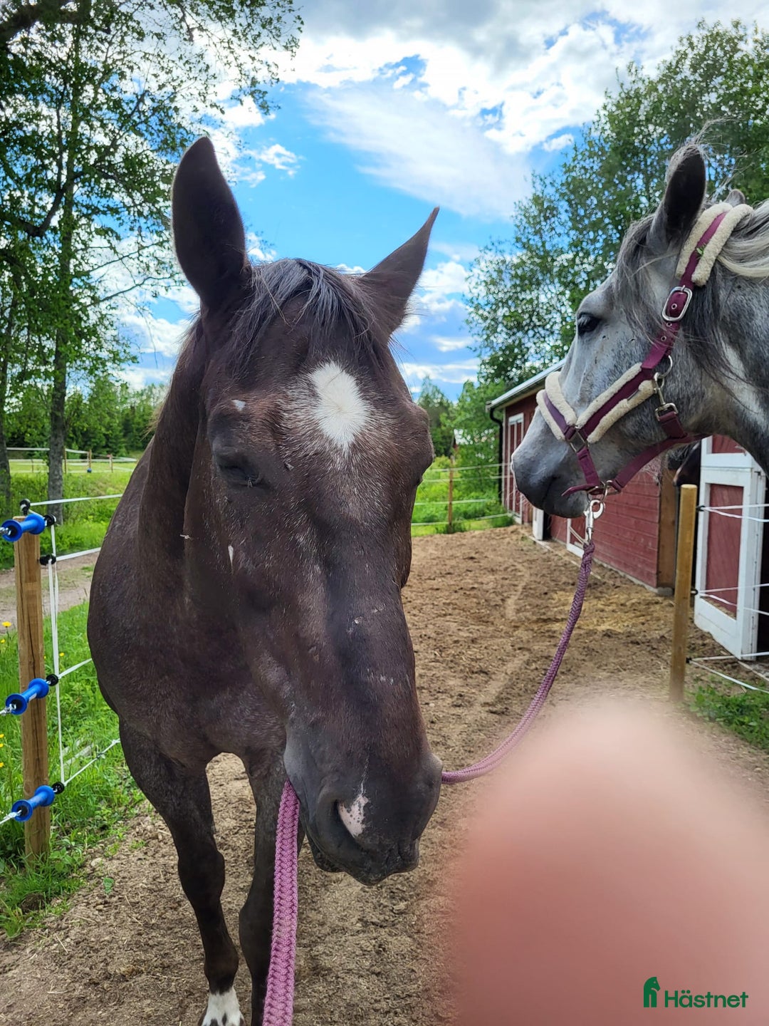 Allround hästar till salu: Max söker ett nytt hem i Munkfors - Annons 4