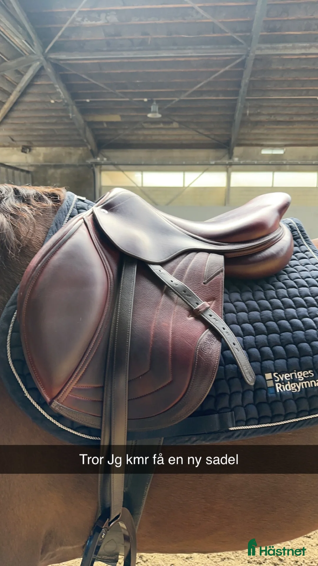 Sadlar hästutrustning till salu: CWD sadel i Asmundtorp - Annons 2
