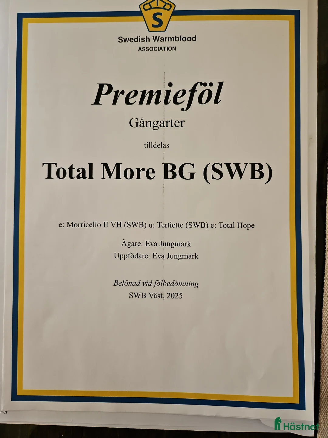 Dressyr hästar till salu: Mycket fint ettårigt sto - Premieföl - Annons 2