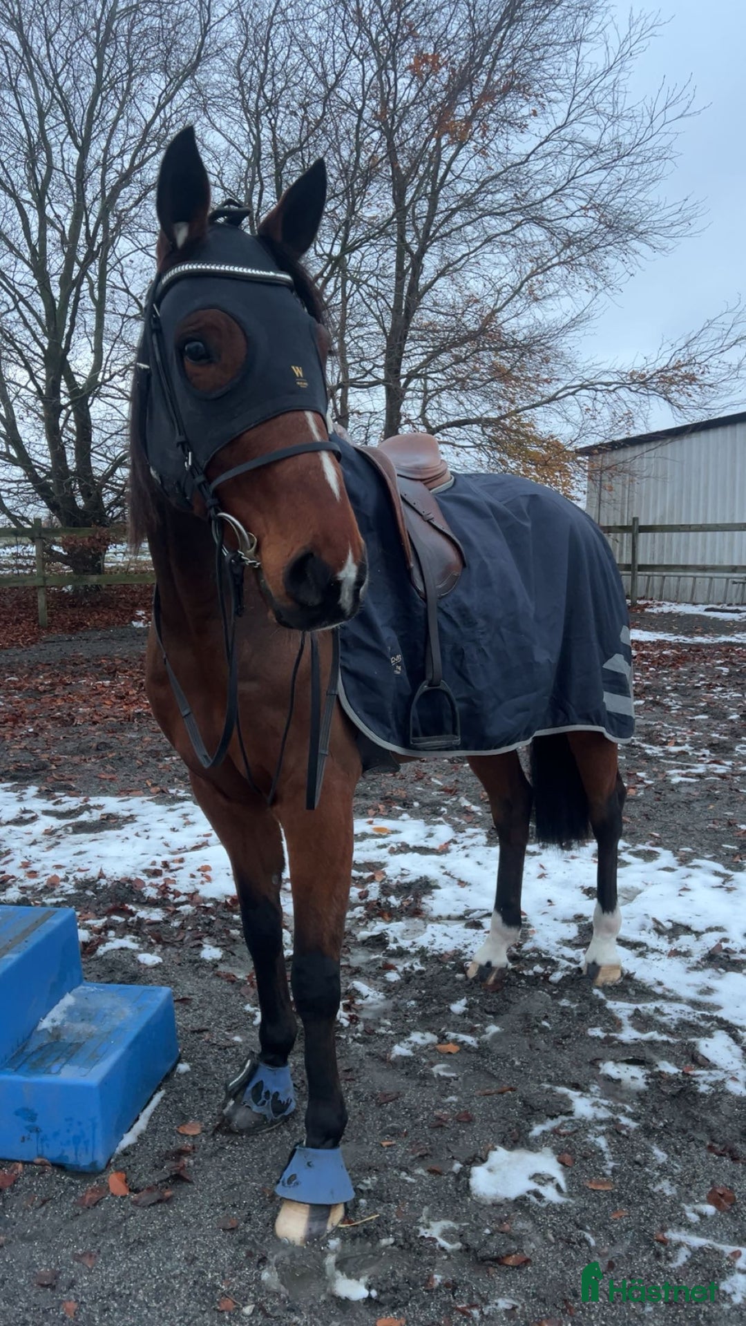 Allround hästar till salu: En fantastisk vän  i Blentarp - Annons 3