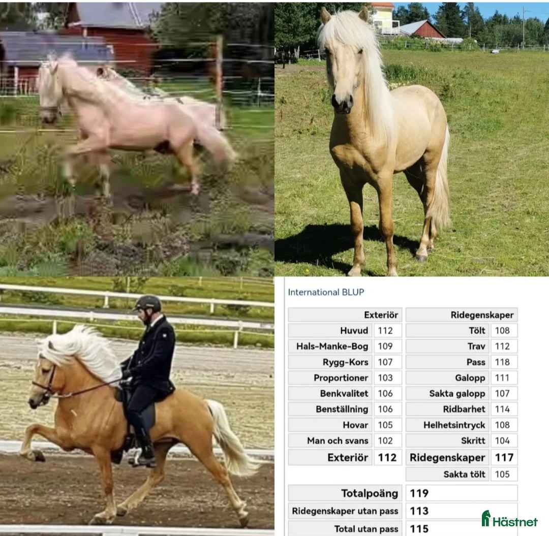 Allround hästar till salu: Dräktigt sto i Norrfjärden - Annons 7