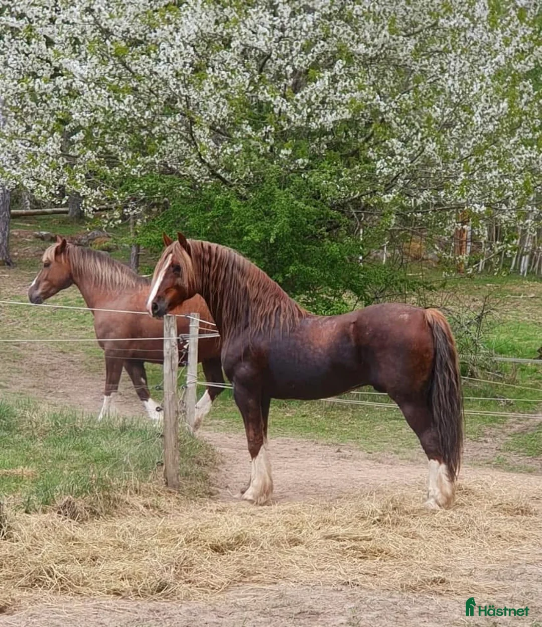 Allround hästar till salu: Welshponny av cobtyp - Annons 8