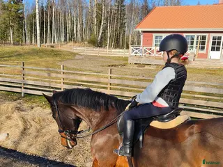 hästar Foderponny sökes! - Annons 7