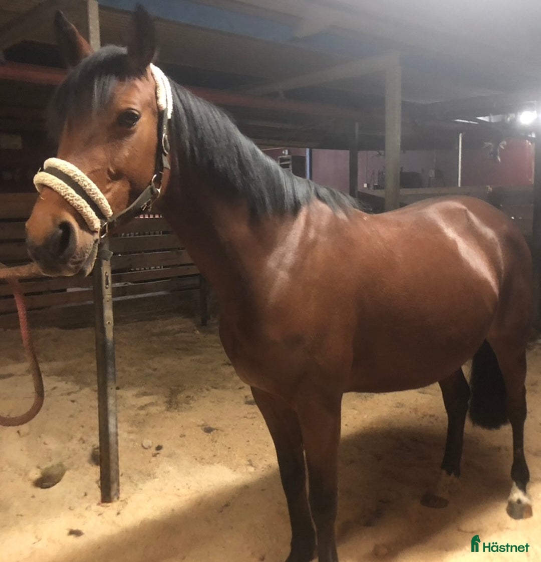 Allround hästar till salu: Ridhäst/avelssto top möderne i Mellerud - Annons 4
