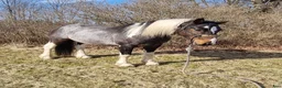 Allround hästar till salu: Quarter/Irish Cob Sagohäst! - Annons 5