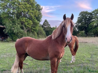 hästar Welsh cob valack med potential i Romakloster - Annons 7