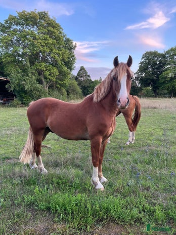hästar Welsh cob valack med potential i Romakloster - Annons 5