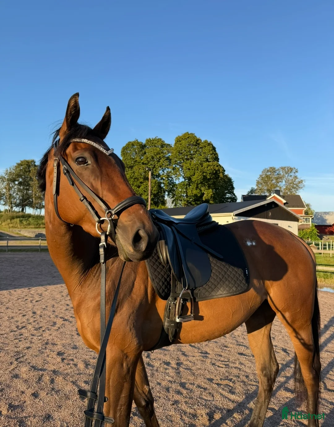 Allround hästar till salu: RESERVERAD- Världens bästa unghäst söker hem - Annons 2