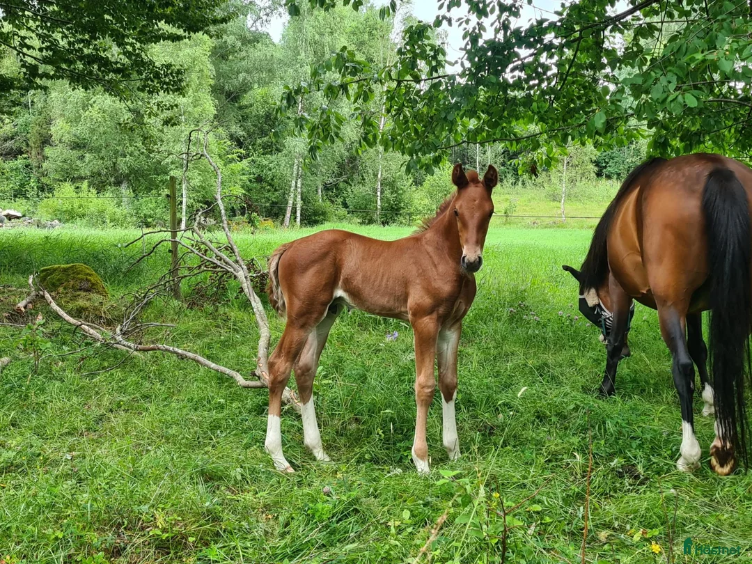 Hoppning hästar till salu: Blivande trevlig hopphäst  - Annons 1