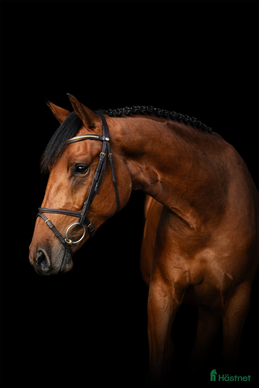 Hoppning hästar till salu: Lovande 2-åring i Hunnebostrand - Annons 4