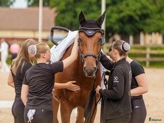 hästar Snäll Voltigehäst sökes i Hässleholm - Annons 23