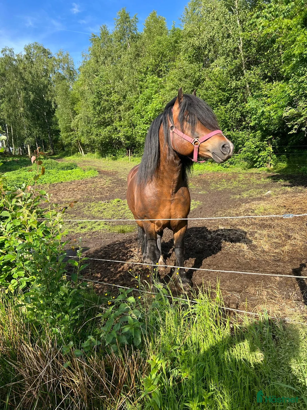 Avelshästar hästar till salu: Berlin i Tanumshede - Annons 1