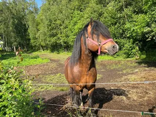 hästar Berlin i Tanumshede - Annons 3