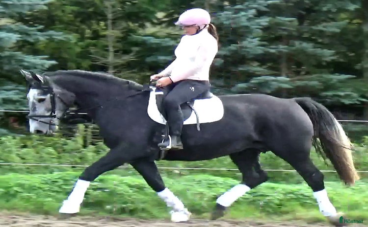  hästar i Örsundsbro - Annons 16