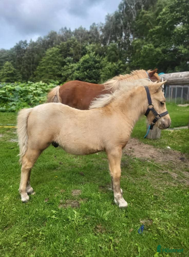 hästar Mini shetland/shetland  i Brösarp - Annons 1