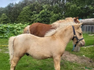 hästar Mini shetland/shetland i Brösarp - Annons 1