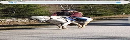 Allround hästar till salu: Intessekoll - Annons 4