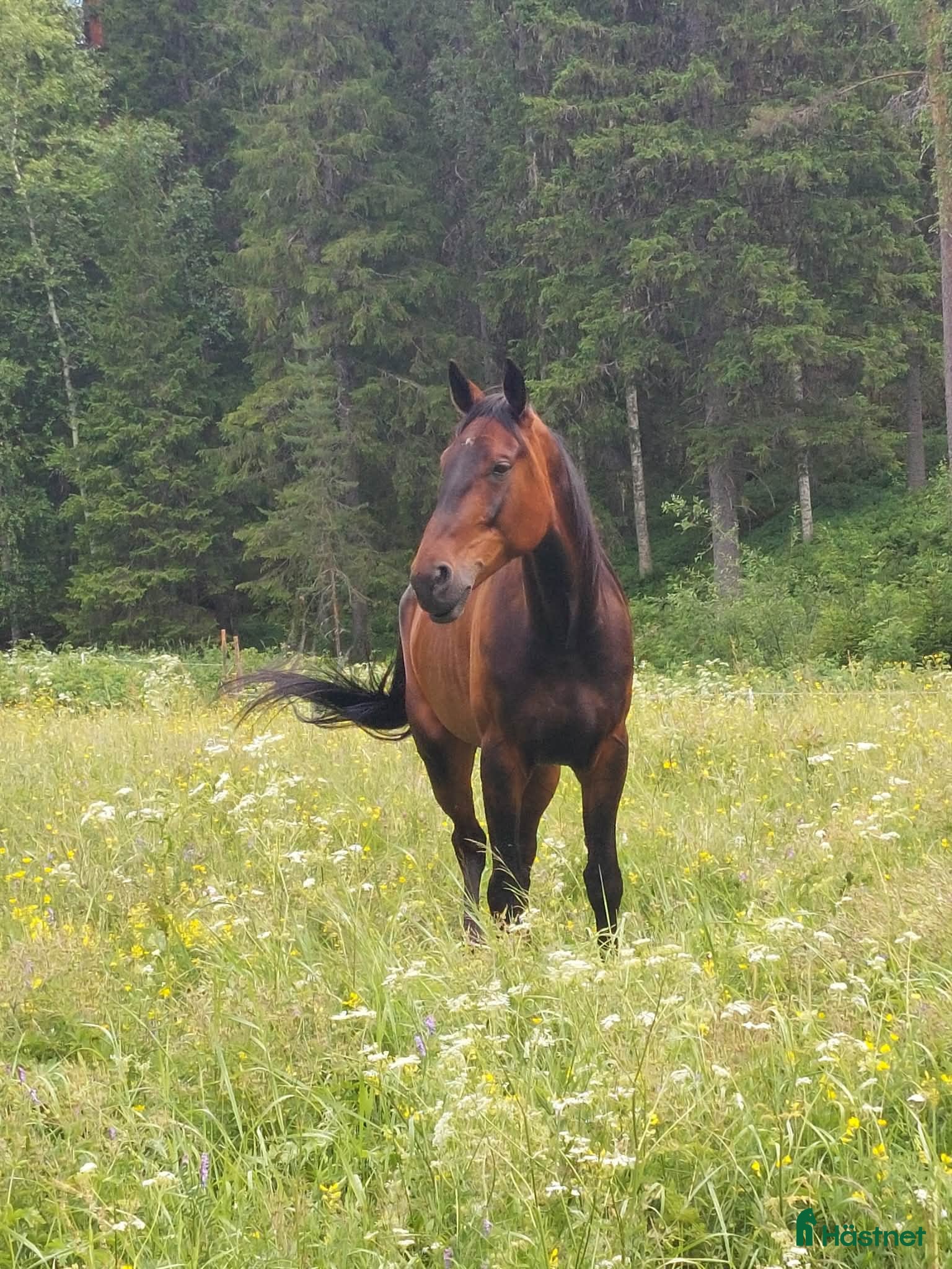  hästar Fin varmblodsvalack - Annons 3