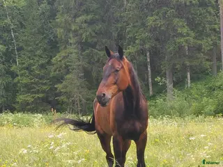 hästar Fin varmblodsvalack - Annons 3